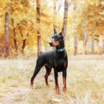 Reflective Martingale Dog Collar With Quick Release Buckle - Image 2