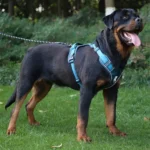 Heavy-Duty No-Pull Dog Harness With Control Handle - Image 2
