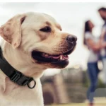Military Nylon Dog Collar With Handle - Image 5