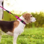 Neoprene Padded Reflective Martingale Dog Collar - Image 5