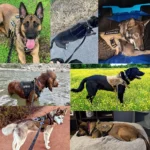 1050D Tactical Dog Harness & Leash Set - Image 6