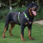 Heavy-Duty No-Pull Dog Harness With Control Handle - Image 3
