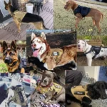 Black Tactical Dog Harness & Bungee Leash - Image 6