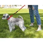 Reflective Martingale Dog Collar With Quick Release Buckle - Image 5
