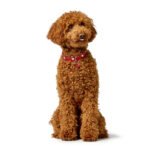 Dog collar Hunter Love Red XS 24-28 cm - Image 2