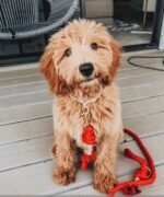 Dog Rope Leash - Cotton Coral - Image 5