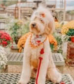 Dog Rope Leash - Cotton Coral - Image 4