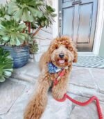 Dog Rope Leash - Scarlet - Image 3