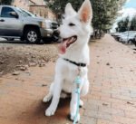 Dog Rope Leash - 	Sapphire Blue - Image 2