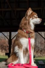 Red Mountain Syrah Waterproof Dog Leash - Image 2