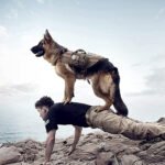Tactical Dog Backpack Harness - Image 6