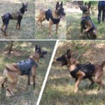 Military Tactical Dog Harness - Image 6