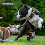 Wide Adjustable Spiked Dog Collar with Mushroom Rivets & PU Leather - Image 4
