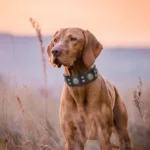 Studded Genuine Leather Dog Collar with Spikes for Medium Dogs - Image 5