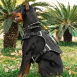 Large Dog Tactical Vest Harness with Leash for German Shepherds - Image 2
